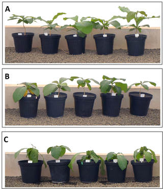 <h2>Effect of drought stress on teak vegetative growth in the greenhouse.</h2>