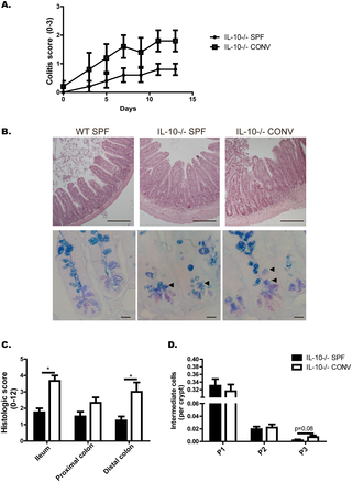 <h2>Conventional microbiota induces enterocolitis in IL-10<sup>-/-</sup> mice without affecting the number of intermediate cells at the bottom of the crypt.</h2>