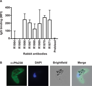 <h2>Characterising the antibody function of rabbits immunised with chimeric VLPs.</h2>