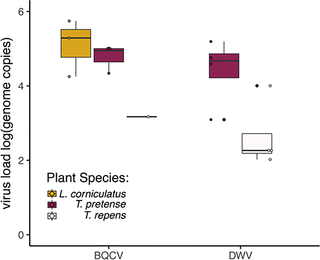 <h2>Virus load for virus positive flower samples by plant species across all trials.</h2>