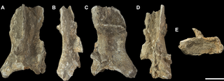 <h2>Left scapula fragment of <i>Palorchestes azael</i> NMV P157144.</h2>