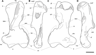 <h2>Labelled illustrations of the <i>Palorchestes azael</i> left humerus NMV P159792.</h2>