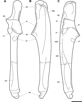 <h2>Labelled illustrations of the <i>Palorchestes azael</i> right ulna NMV P159792.</h2>