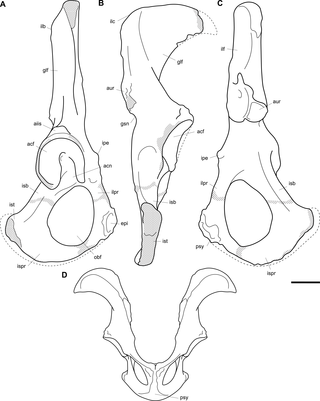 <h2>Labelled illustrations of the <i>Palorchestes azael</i> os coxae.</h2>