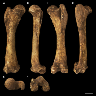 <h2>Right femur of <i>Palorchestes azael</i> NMV P26534.</h2>