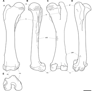 <h2>Labelled illustrations of the <i>Palorchestes azael</i> right femur NMV P26534.</h2>
