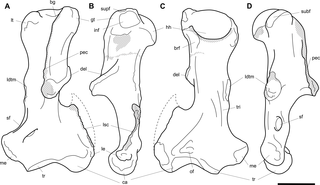<h2>Labelled illustrations of the <i>Palorchestes parvus</i> left humerus AM F58870.</h2>