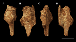 <h2>Left ulna fragment of <i>Palorchestes parvus</i> NMV P159792.</h2>