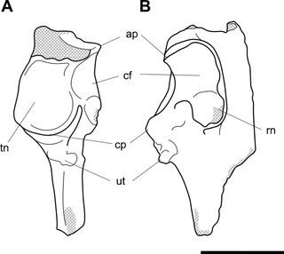 <h2>Labelled illustrations of <i>Palorchestes parvus</i> left ulna fragment NMV P159792.</h2>