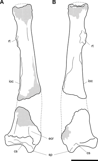 <h2>Labelled illustration of estimated reconstruction of <i>Palorchestes parvus</i> right radius.</h2>