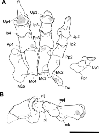 <h2>Labelled illustration of articulated <i>Palorchestes parvus</i> left manus AM F58870.</h2>