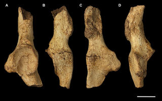 <h2>Left os coxa fragment of <i>Palorchestes parvus</i> AM F58870.</h2>
