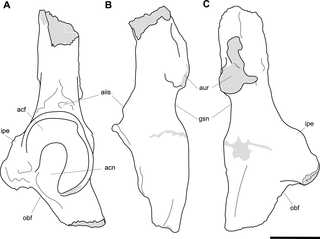 <h2>Labelled illustrations of <i>Palorchestes parvus</i> left os coxa fragment AM F58870.</h2>