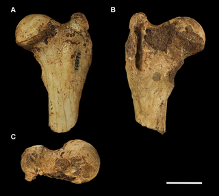<h2>Proximal left femur of <i>Palorchestes parvus</i> AM F58870.</h2>