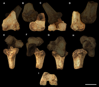 <h2>Cemented fragments of distal left femur and proximal left tibia of <i>Palorchestes parvus</i> AM F58870.</h2>