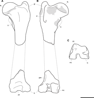 <h2>Labelled illustrations of estimated reconstruction of <i>Palorchestes parvus</i> left femur AM F58870.</h2>