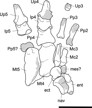 <h2>Labelled illustration of the articulated <i>Palorchestes parvus</i> left pes AM F58870 in dorsal view.</h2>