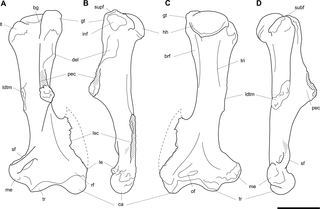 <h2>Labelled illustrations of the <i>Propalorchestes</i> sp. left humerus NTM P87115-6.</h2>
