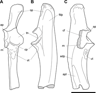 <h2>Labelled illustrations of the <i>Propalorchestes</i> sp. right ulna fragment NMV P253947.</h2>