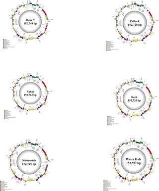 <h2>Circular gene maps of six chloroplast genomes from three avocado ecological races.</h2>