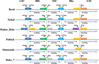 <h2>Comparison of the border positions of the large single copy (LSC), small singlecopy (SSC), and inverted repeat (IR) regions in the chloroplast genomes of six avocado accessions.</h2>