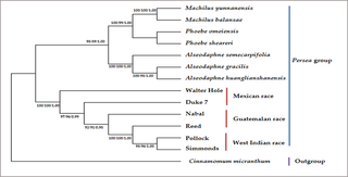 <h2>Phylogenetic tree including six avocado accessions based on maximum likelihood (ML), maximum parsimony (MP), and Bayesian inference (BI) methods and 79 common protein-coding genes in the chloroplast genomes.</h2>
