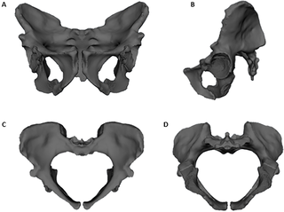 <h2>Full pelvis reconstruction of <i>Australopithecus sediba</i> using the ischium from MH1.</h2>