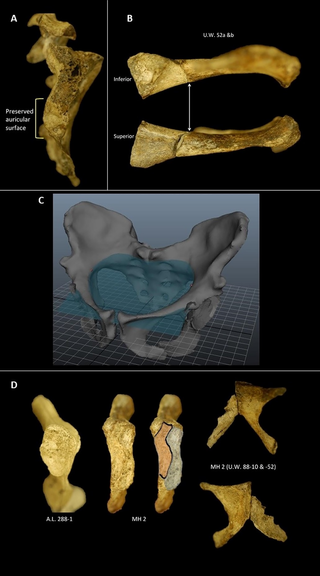 <h2>Detailed anatomy of the MH2 pelvis that informed the reconstruction used in this study.</h2>