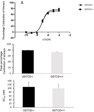 <h2>GSTCD deletion does not influence Methacholine induced contraction in PCLS.</h2>