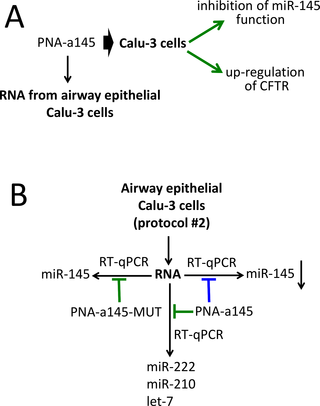 <h2>Biological effects of a PNA targeting miR-145-5p and outline of the practical laboratory program.</h2>