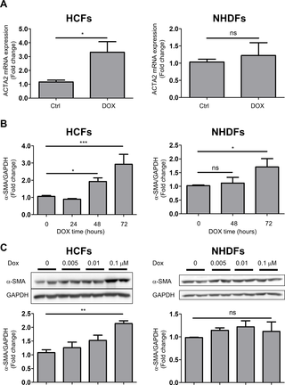 <h2>DOX induced trans-differentiation of HCFs but not NHDFs.</h2>