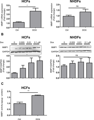 <h2>DOX induced MMP1 expression and production in HCFs but not in NHDFs.</h2>