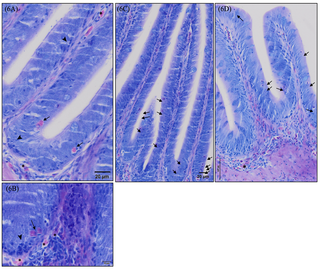 <h2>Detailed micrographs of infiltrated granulocytes and lymphocytes and rodlet cells present in European sea bass (<i>Dicentrarchus labrax</i>) intestinal mucosa stained with May-Grünwald Giemsa.</h2>