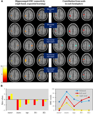 <h2>Sensorimotor connectivity of structural and functional seeds during sequential learning.</h2>