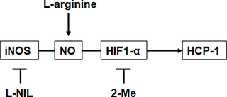 <h2>The mechanism of regulation of HCP-1 expression.</h2>