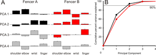 Differences between fencers: Principal component analysis of limb joint angle trajectories.