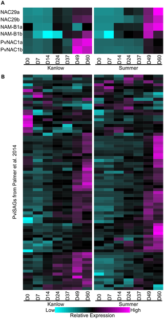 <h2>Expression profiles of select leaf senescence-associate genes.</h2>