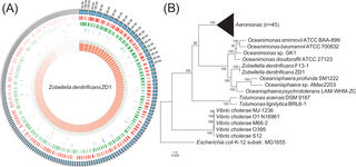 <h2>Genome map and phylogenetic tree for <i>Zobellella denitrificans</i> ZD1 strain.</h2>