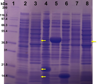 <h2>SDS-PAGE analysis of three proteins (EctA, EctB, and EctC) produced in <i>Zobellella denitrificans</i> ZD1 and in <i>E</i>. <i>coli</i> BL21.</h2>