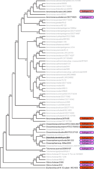 <h2>Identification of clustered regularly interspaced short palindromic repeat (CRISPR)-Cas systems from species closely related to <i>Zobellella denitrificans</i> ZD1 strain.</h2>