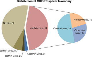 <h2>Taxonomic distribution of clustered regularly interspaced short palindromic repeat (CRISPR) spacers.</h2>
