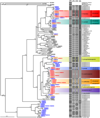 Consensus Bayesian phylogeny of <i>Cyclophorus</i> spp. including results of Automatic Barcode Gap Discovery (ABGD) and the Bayesian implementation of the Poisson tree processes model (bPTP).