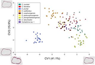 Canonical variate analysis (CVA) of shell shape data.