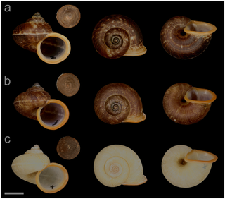 Specimens of <i>Cyclophorus takumisaitoi</i> Hirano, sp. nov.