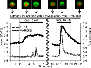 <h2>GW9508 induces sustained MARCKS-GFP translocation at 3 mM glucose.</h2>