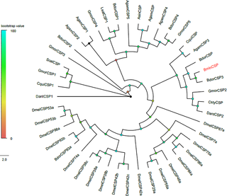 <h2>Phylogenetic tree of candidate <i>BminCSP</i> with other Dipteran CSP sequences.</h2>