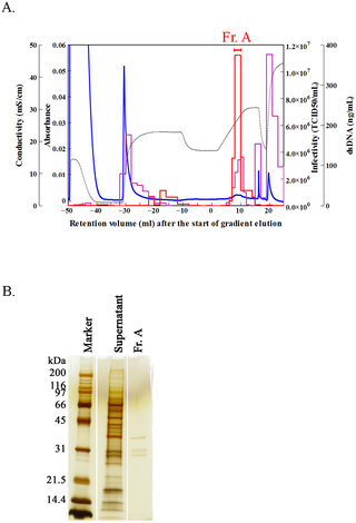 <h2>Purification of Sabin type 2 virus by pH gradient elution on a ceramic fluoroapatite (CFAp) column.</h2>