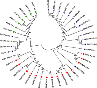 <h2>Phylogenetic tree of <i>SbNF-Y</i> gene family.</h2>