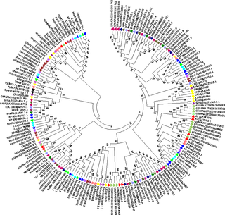 <h2>Phylogenetic tree showing the relationship between <i>Sorghum</i>, <i>Oryza</i>, <i>Setaria</i>, <i>Zea</i>, <i>Medicago</i>, <i>Glycine max</i>, <i>Daucus</i>, <i>Solanum</i>, <i>Brachypodium</i>, <i>Cajanus</i>, <i>Populus</i> and <i>Arabidopsis NF-YAs</i>.</h2>