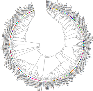 <h2>N-j phylogenetic tree representing <i>NF-YB</i> family genes of <i>Sorghum</i>, <i>Oryza</i>, <i>Setaria</i>, <i>Zea</i>, <i>Medicago</i>, <i>Glycine max</i>, <i>Dacus</i>, <i>Solanum</i>, <i>Brachypodium</i>, <i>Cajanus</i>, <i>Populus</i> and <i>Arabidopsis</i>.</h2>
